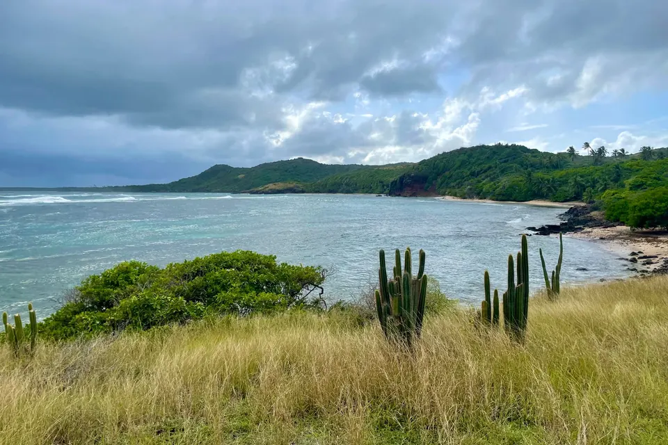 Côte de Sainte-Anne, en Martinique, avec cactus et végétation sèche au bord de l'eau